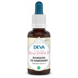 Bourgeons de Marronnier...