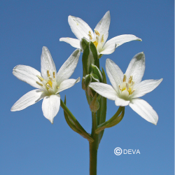 Étoile de bethléem (star of...