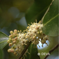 Houx (Holly) - Elixir...