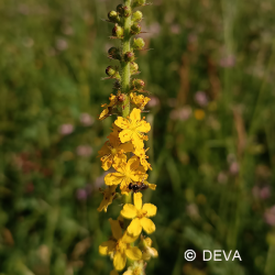 Aigremoine (Agrimony) - 15...