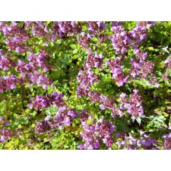 Thym - Extrait de Plante...