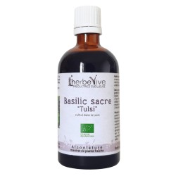 Basilic sacré (Tulsi) -...