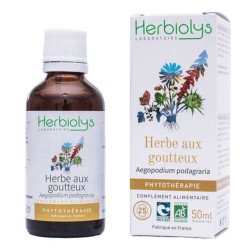 Herbe aux Goutteux -...