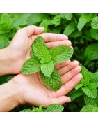 LES PLANTES SANTÉ