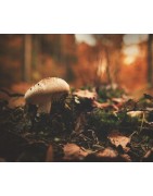 LES CHAMPIGNONS