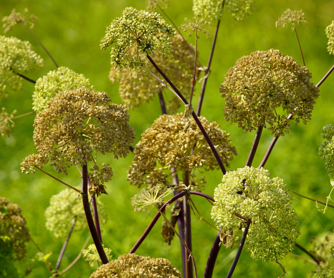 Produits à base d’Angélique - Elixanatur