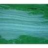 Algue bleu-vert