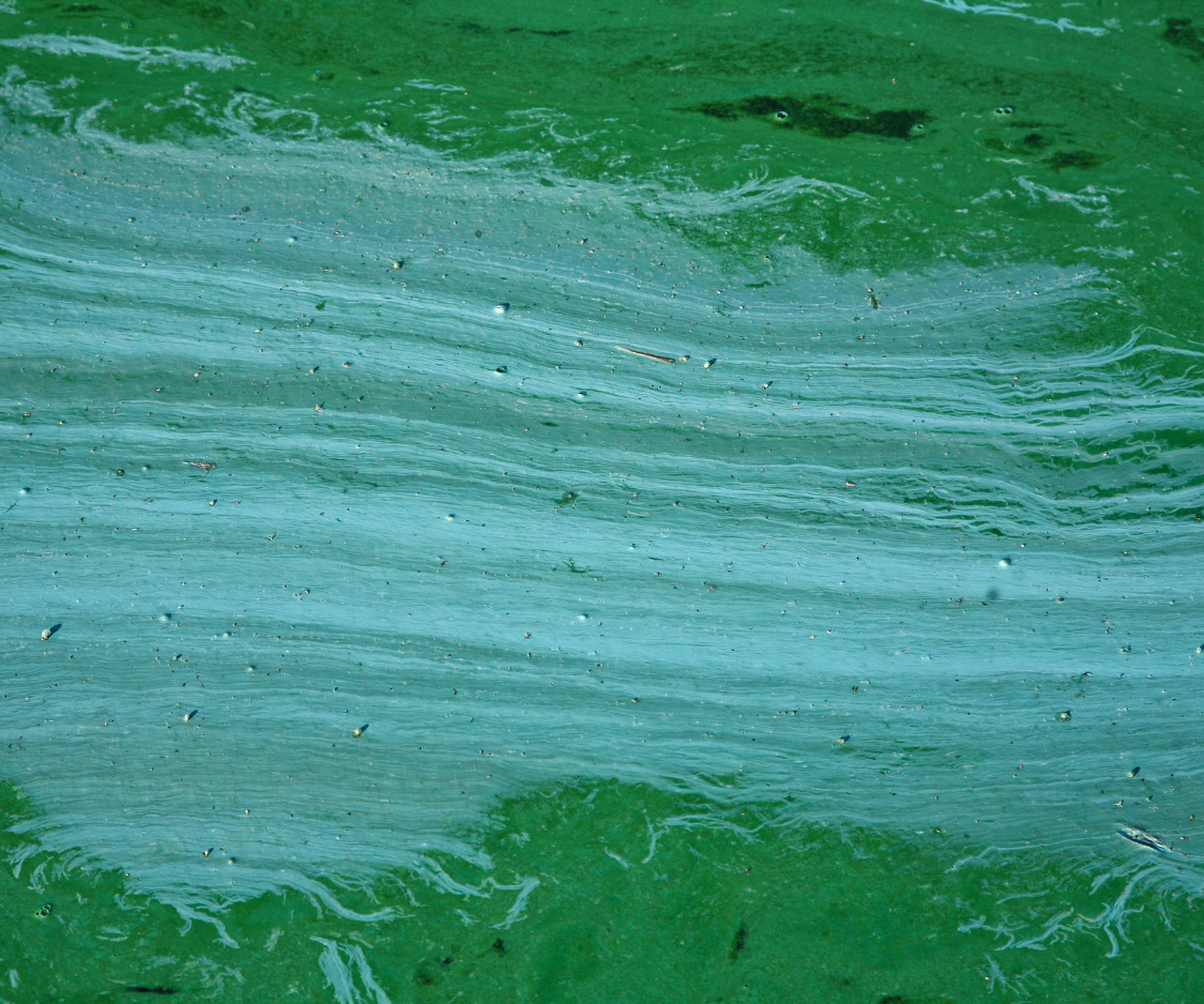 Produits à base d’Algue bleu-vert - Elixanatur