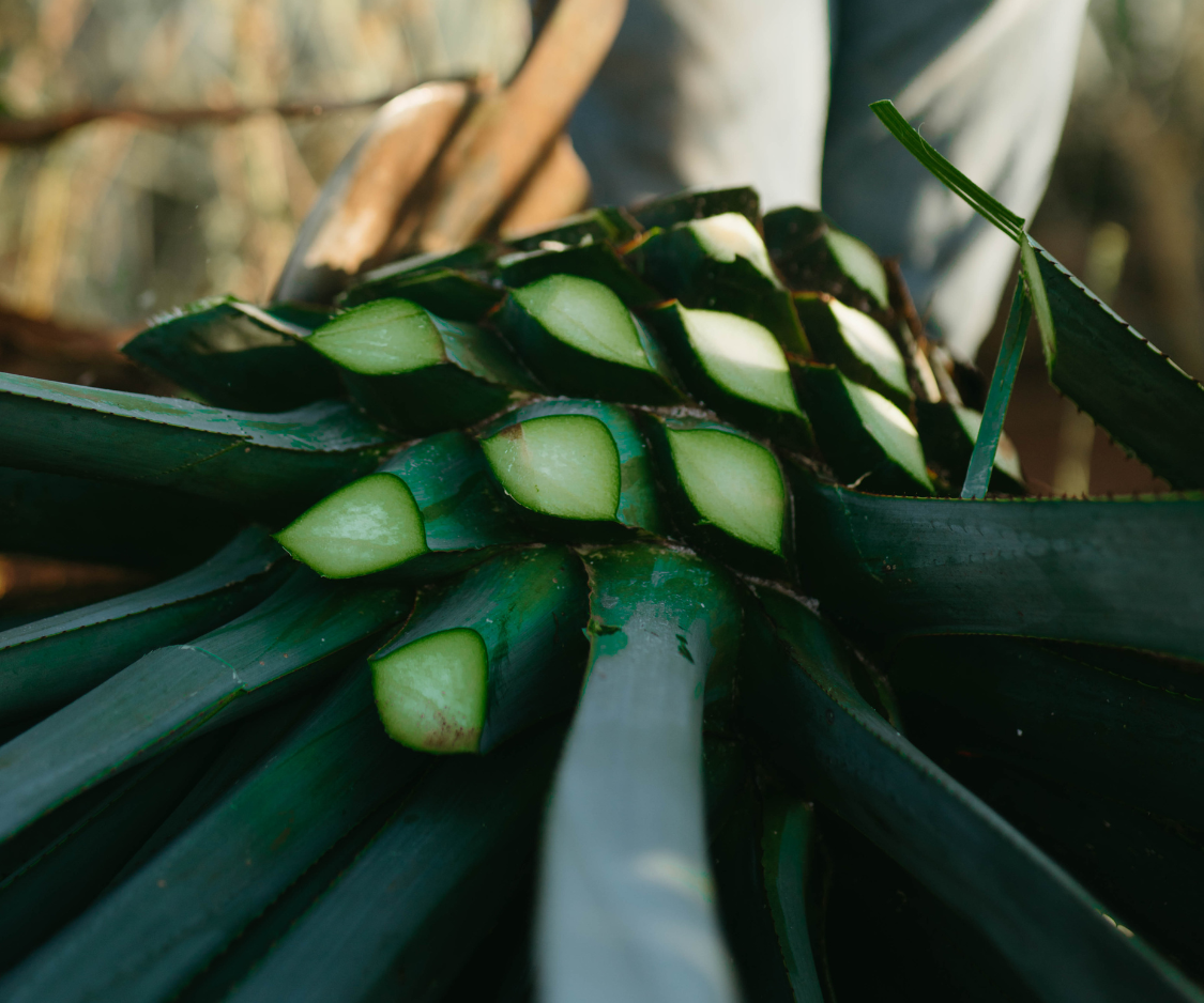 Produits à base d’Agave - Elixanatur