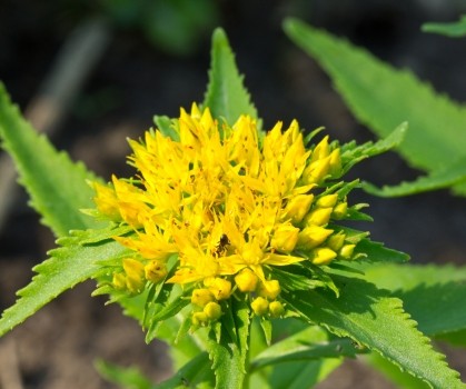 Produits à base de Rhodiola Rosea - Orpin rose - Elixanatur