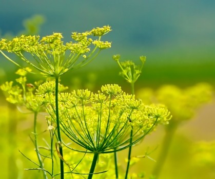 Produits à base de Fenouil - Elixanatur