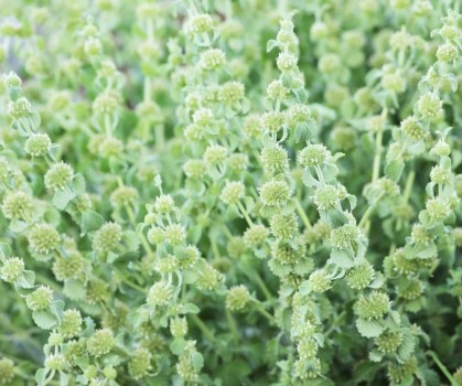 Produits à base de Marrube blanc - Elixanatur
