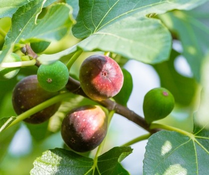 Produits à base de Figuier - Ficus carica - Elixanatur
