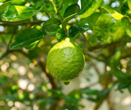 Produits à base de Bergamote - Elixanatur