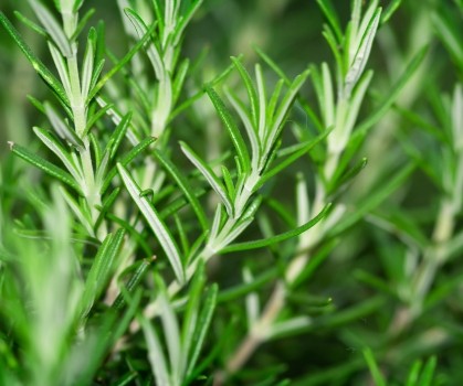 Produits à base de Romarin officinal - Rosmarinus officinalis - Elixanatur