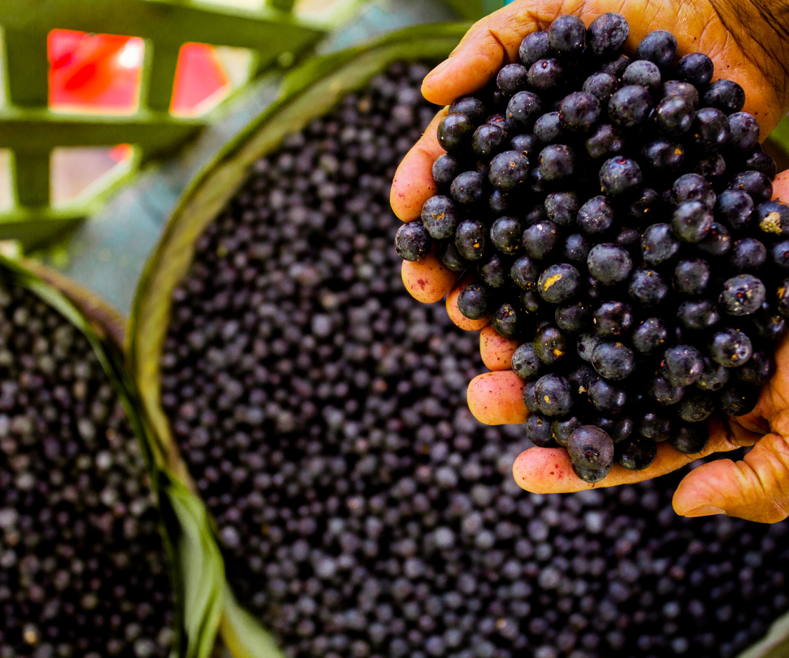 Produits à base d’Acaï - Elixanatur