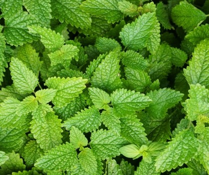 Produits à base de Melisse - Elixanatur