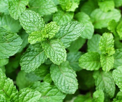 Produits à base de Menthe - Elixanatur