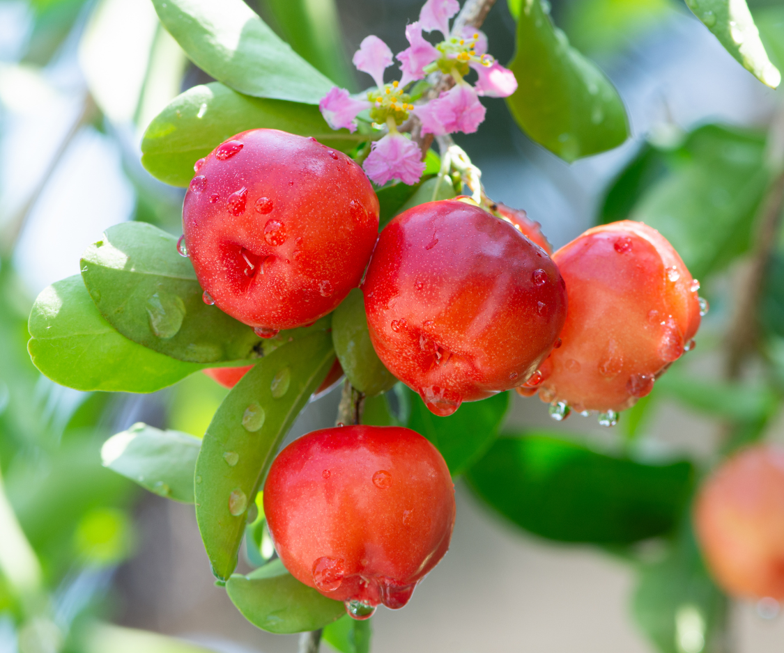 Produits à base d’Acerola - Elixanatur