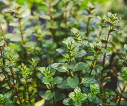 Produits à base de Menthe poivrée (Mentha Piperita) - Elixanatur