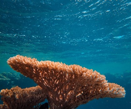 Produits à base de Bio Aragonite marine - Elixanatur