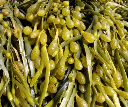 Produits à base de Fucus Vesiculosus - Fucus vésiculeux - Elixanatur