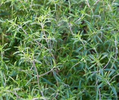 Produits à base de Sarriette - Elixanatur