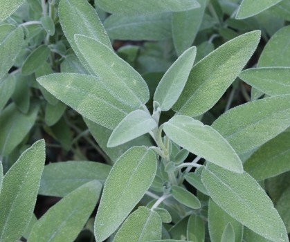 Produits à base de Sauge officinale - Elixanatur