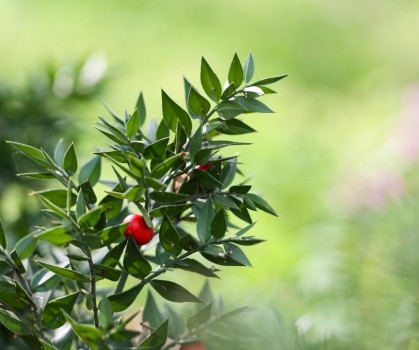 Produits à base de Fragon (ou petit houx) - Elixanatur