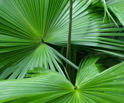 Produits à base de Saw Palmetto - Elixanatur