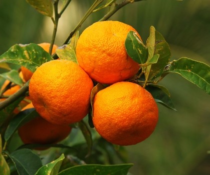Produits à base de Bigaradier - Citrus aurantium - Elixanatur