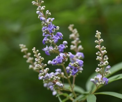 Produits à base de Gattilier - Elixanatur