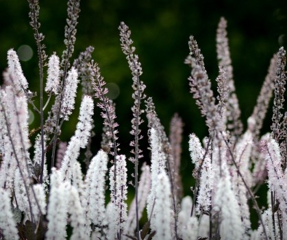 Produits à base de Black Cohosh (Actée à grappes noires) - Elixanatur