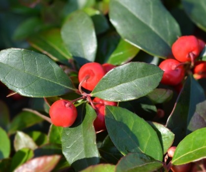 Produits à base de Gaulthérie couchée (Gaultheria Procumbens) - Elixanatur