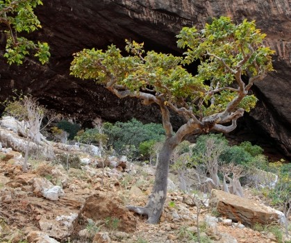 Produits à base de Boswellia Serrata - Elixanatur