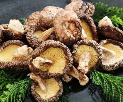 Produits à base de Shiitake - Elixanatur