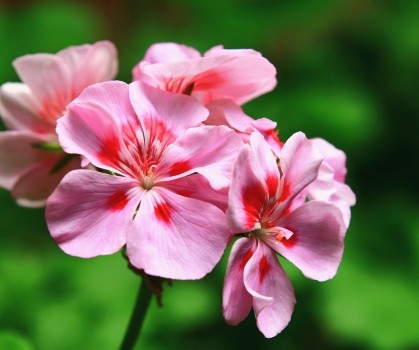 Produits à base de Geranium - Elixanatur