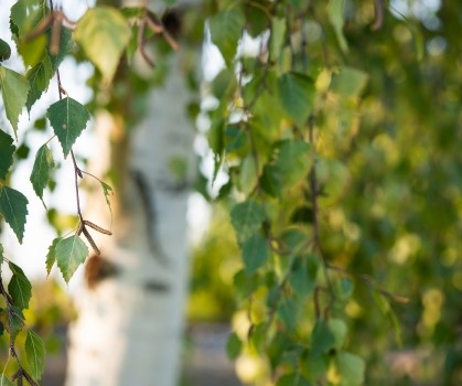 Produits à base de Bouleau - Elixanatur