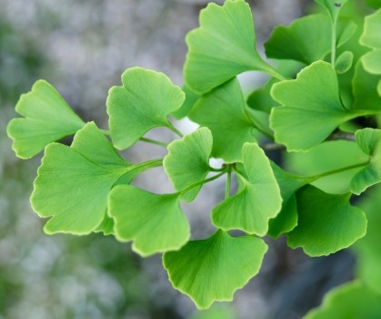 Produits à base de Ginkgo biloba - Elixanatur