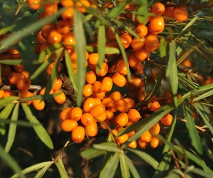 Produits à base de Bourdaine - Elixanatur