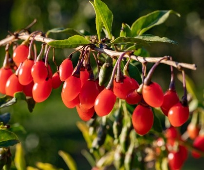 Produits à base de Goji - Elixanatur