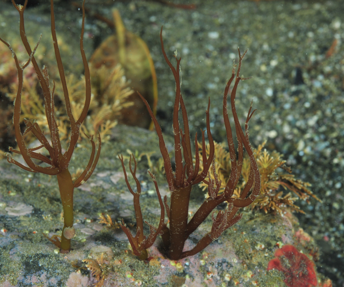 Produits à base d’Algues brunes - Elixanatur