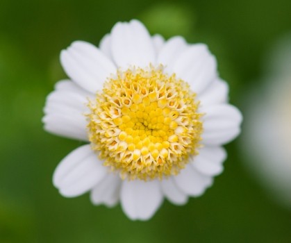 Produits à base de Grande camomille (Tanacetum parthenium) - Elixanatur