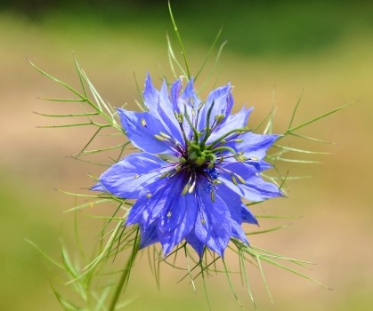 Produits à base de Nigelle (Nigella Sativa) - Elixanatur