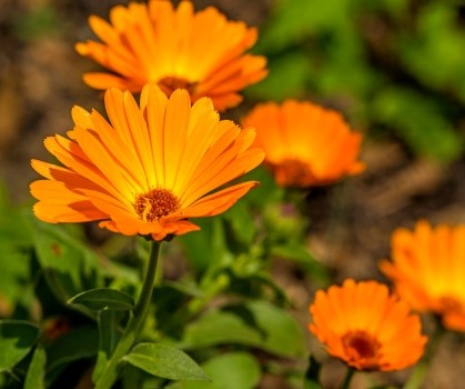 Produits à base de Calendula - Elixanatur