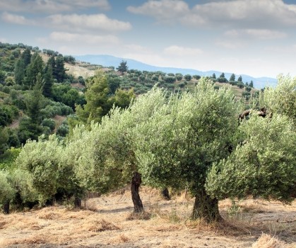 Produits à base d’Olivier - Elixanatur