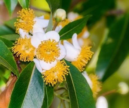 Produits à base de Calophylle - Elixanatur