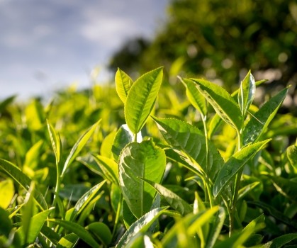 Produits à base de Thé vert - Elixanatur