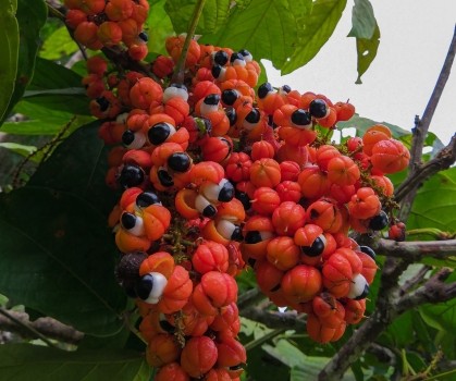 Produits à base de Guarana - Elixanatur