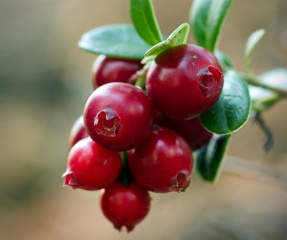 Produits à base de Canneberge - Elixanatur